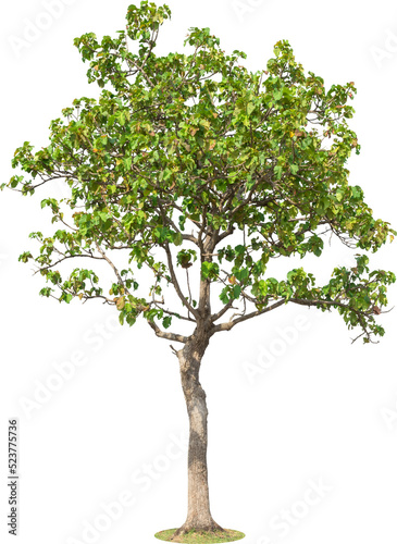 Tree plant on transparent background.