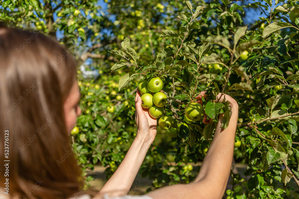 Woman collecting green apples from the tree Woman collecting green apples from the tree