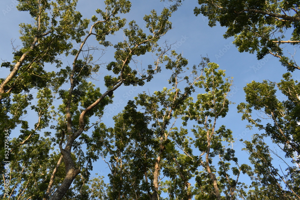 Obraz premium sun shining through trees