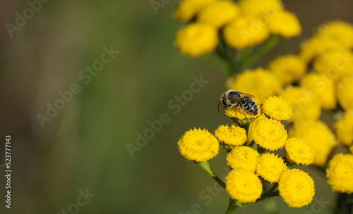 Rainfarn mit Wildbiene
