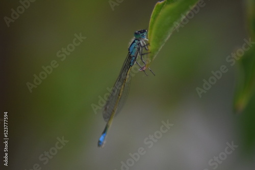 Libelle (Odonata) © summersum