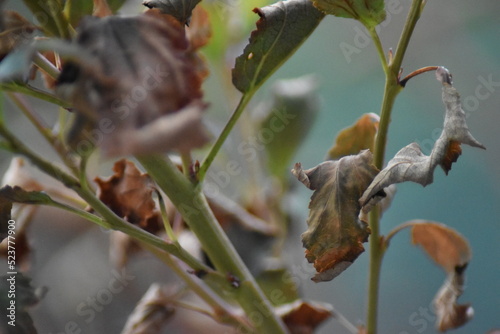 Von der Sonne verbrannte Blätter - Blasenspiere (Physocarpus opulifolius)