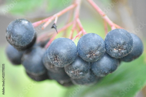Reife Beeren - Aronia prunifolia Nero