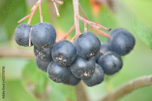 Reife Beeren - Aronia prunifolia Nero