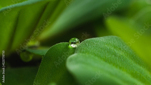 Pistia stratiotes, is often called water cabbage, water lettuce, Nile cabbage, or shellflower on natural light.