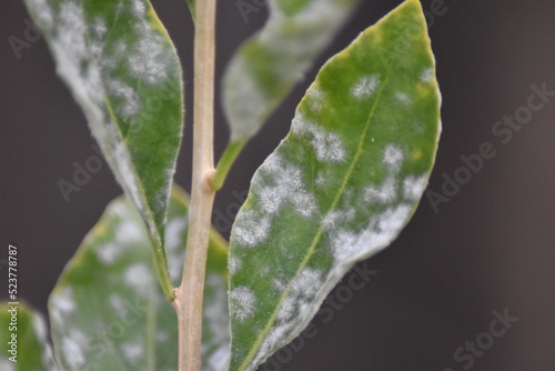 Mehltau am Gemeinen Bocksdorn
