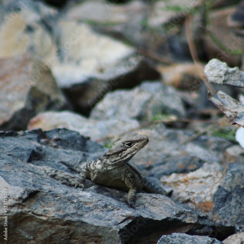 lizard on the stone © junaid