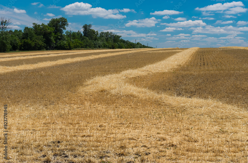 June landscape with ripe wheat fields near Dnipro city in central Ukraine