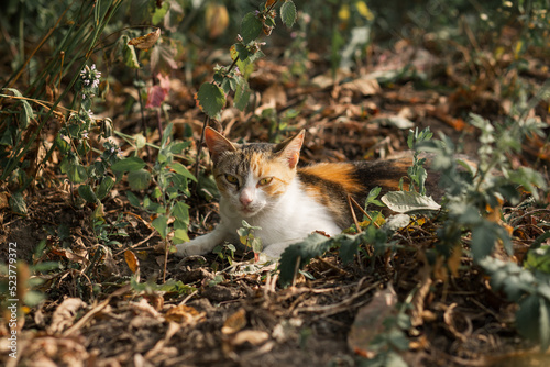 A cat with red spots lies in the grass. Animals, household, pet shop © Nick