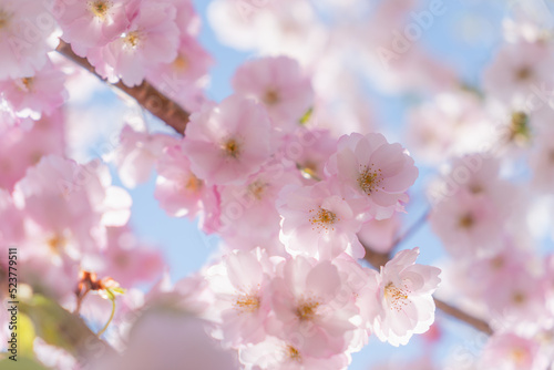 北海道の桜 © 周平 小金澤
