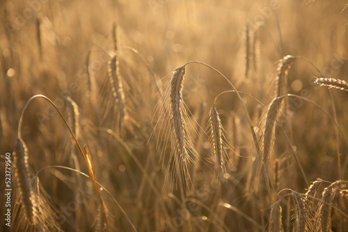 Dry wheat closeup photo before harvest