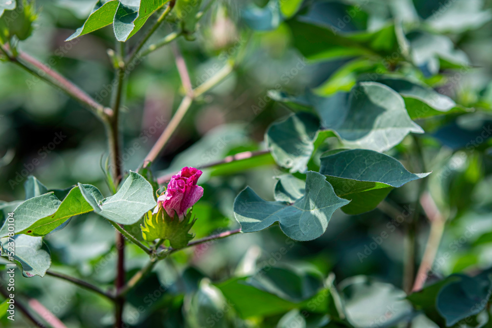 Pink blossom on a commerical cotton plant (Gossypium hirsutum) Pink blossom on a commerical cotton plant (Gossypium hirsutum)