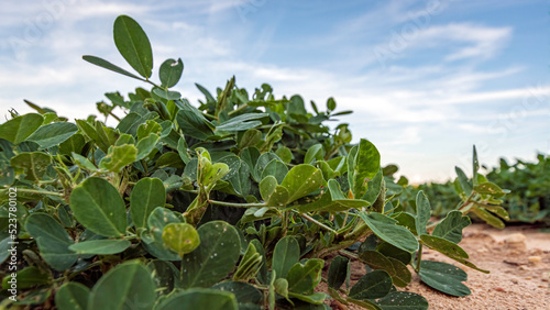 Peanut close up web banner