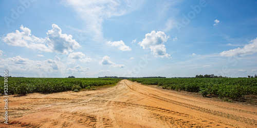 South Georgia cotton fields panorama
