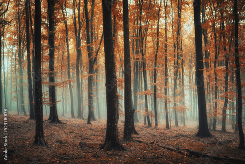 colorful autumn forest in the morning fog