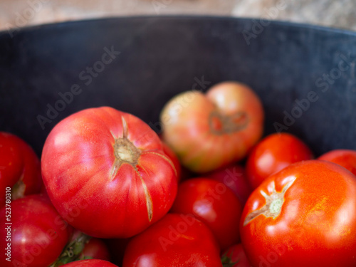 Detalle de tomates recién recolectados en un cubo