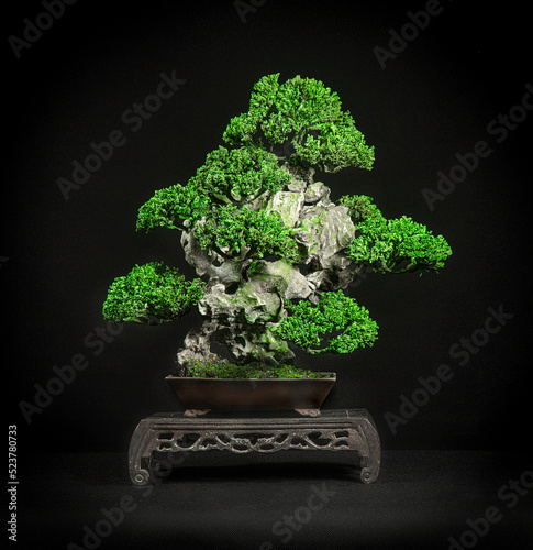 Japanese bonsai tree style used for decoration. Bonsai is used to decorate the shop. Japanese bonsai tree on a black background.