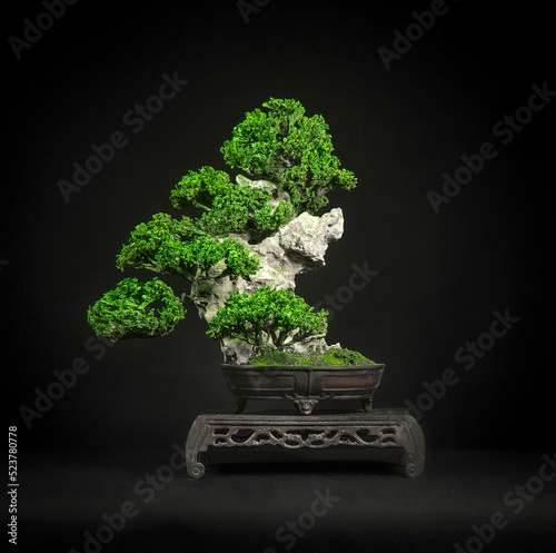 Japanese bonsai tree style used for decoration. Bonsai is used to decorate the shop. Japanese bonsai tree on a black background.