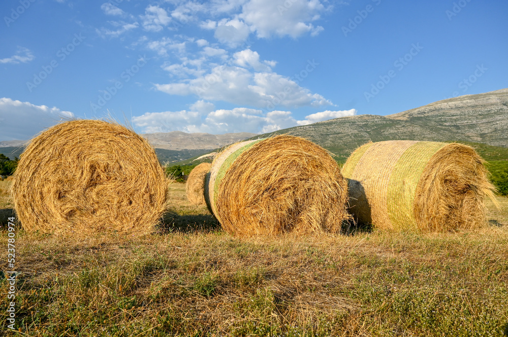 Bales in the field. Hay bales or rolls in agricultural field.