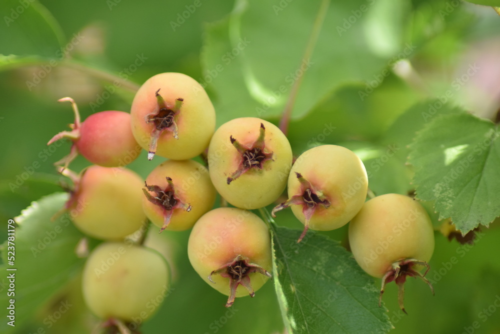 Beeren - Scharlachdorn (Crataegus pedicellata) Beeren - Scharlachdorn (Crataegus pedicellata)