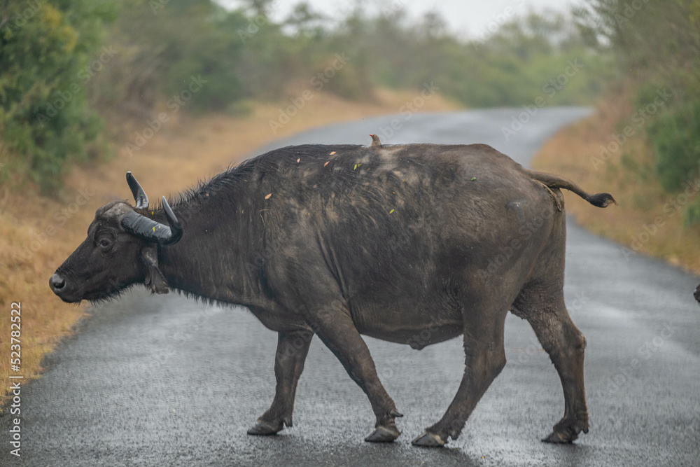 Obraz premium creative