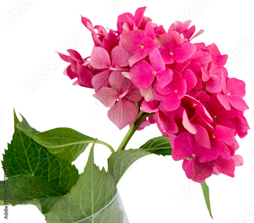 inflorescence of pink hydrangea isolated on transparent background with white