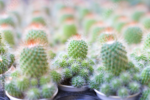 Small cactus in small pots with thorns. They have many shapes and sizes. It’s a beautiful green natural theme.