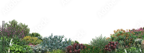 Shrubs and flower on a transparent background 