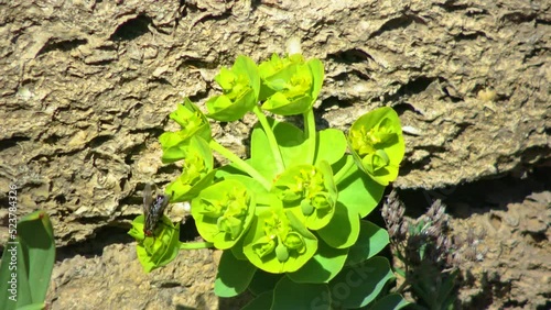 Big fly, Yellow-green flowers of ornamental garden euphorbia photo