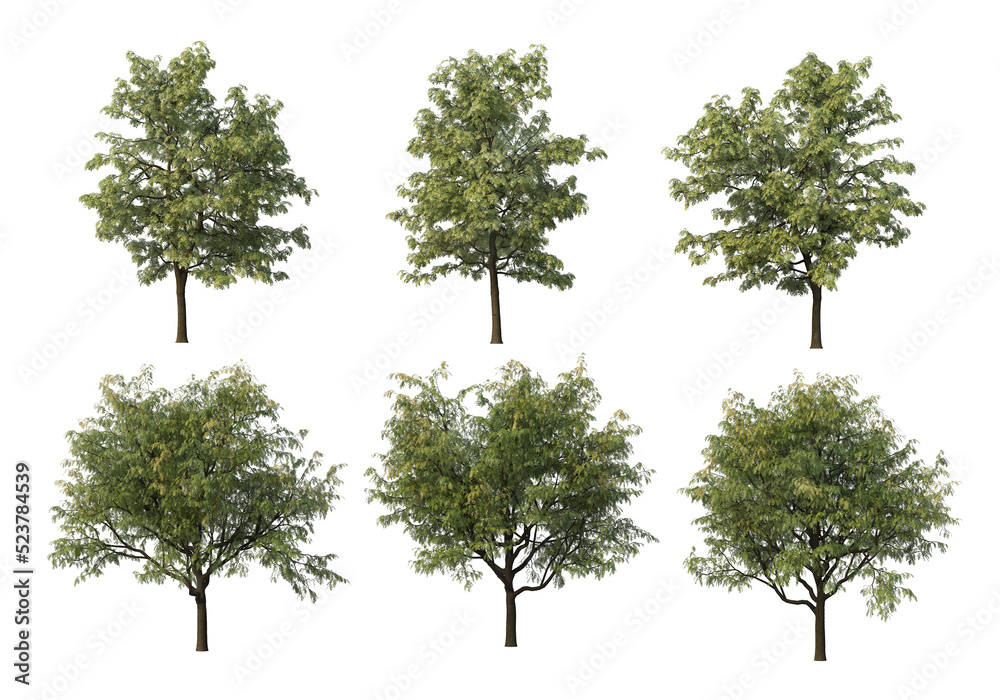 Tree on a transparent background
Tree on a transparent background