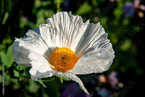 Fotografie Pua kala blossom in the garden
