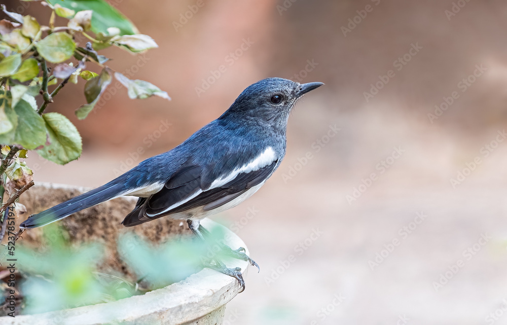 A female Oriental Magpie sitting A female Oriental Magpie sitting