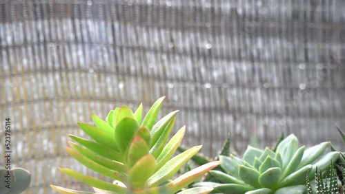 4K echeveria,Cactus humid tropics on rainy days with water droplets