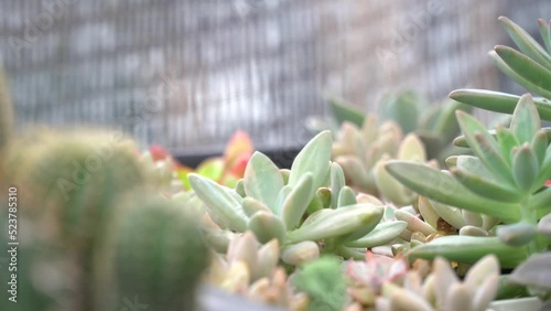 4K echeveria,Cactus humid tropics on rainy days with water droplets