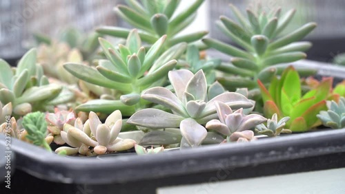 4K echeveria,Cactus humid tropics on rainy days with water droplets