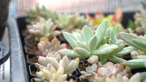 4K echeveria,Cactus humid tropics on rainy days with water droplets