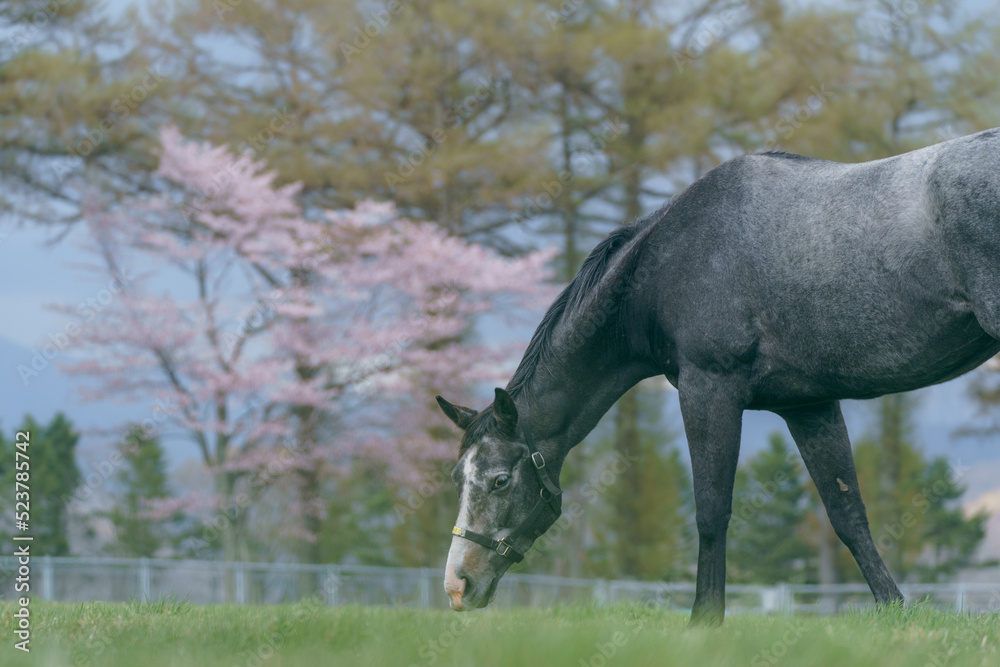 Fototapeta premium 牧場のサラブレットと桜