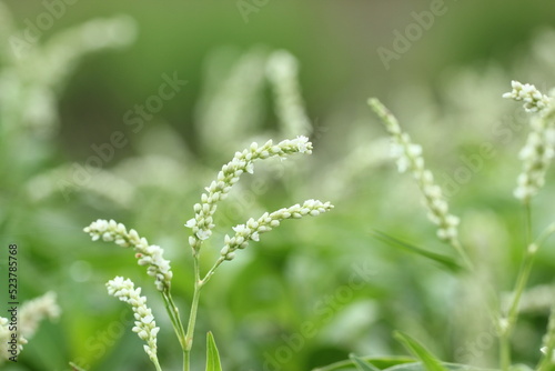 grass flower on green background