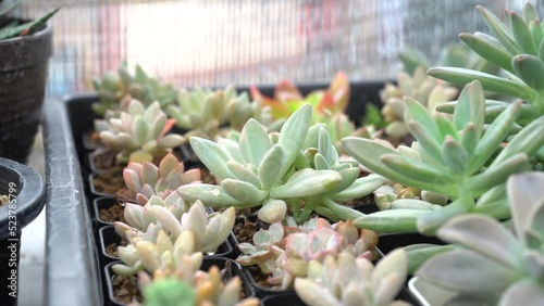 4K echeveria,Cactus humid tropics on rainy days with water droplets