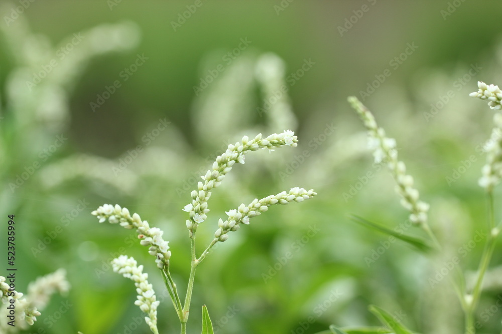 grass flower on green background