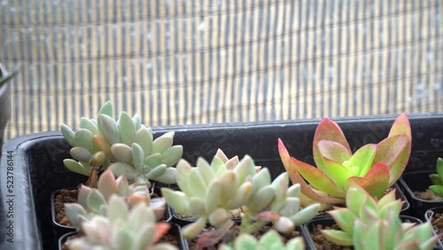 4K echeveria,Cactus humid tropics on rainy days with water droplets