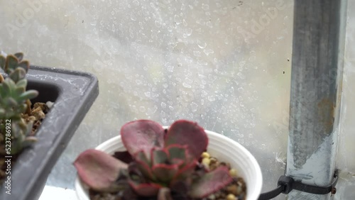 4K echeveria,Cactus humid tropics on rainy days with water droplets