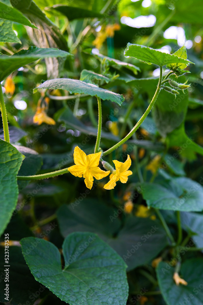 Cucumbers or gherkins in the greenhouse. Cucumber farm or plants in the field. Cucumbers or gherkins in the greenhouse. Cucumber farm or plants in the field.