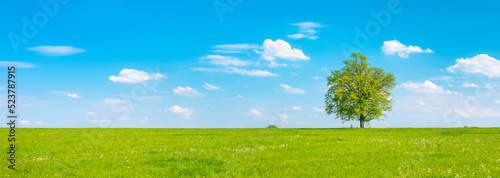 Panorama of Green Field with Oak Tree under Blue Sky in Spring	