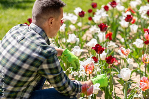 gardening and people concept - close up of man taking care of flowers at summer garden © Syda Productions