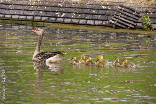 Goose family in The Canals of Utrecht, Netherlands