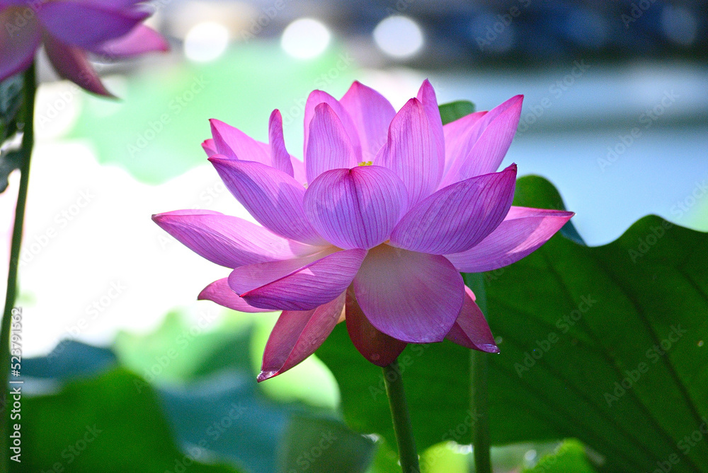 Fototapeta premium 朝日が当たる蓮の花