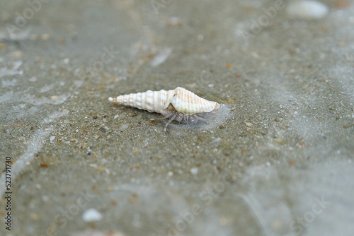 Close-up of cute hermit crab crawling on the sandy beach. Hermit crabs use empty shells as safe mobile homes.