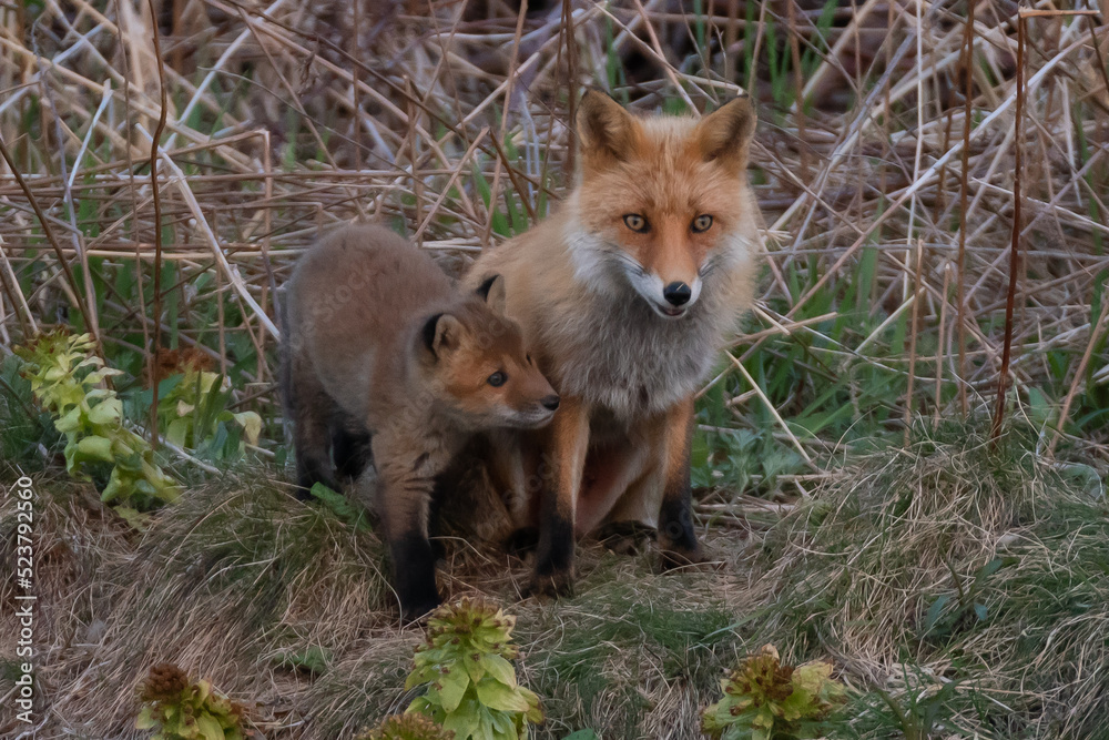 Obraz premium キタキツネの家族