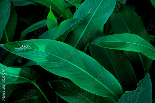 abstract green leaf texture  nature background  tropical leaf for natural background and wallpaper concept